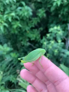 Western Round-winged Katydid thumbnail 2