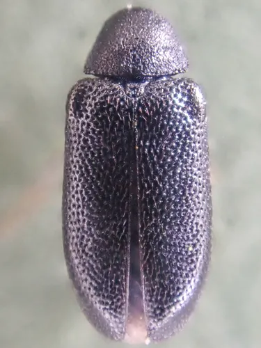 Semijulistus ater