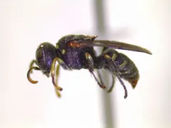 Oxybelus emarginatus thumbnail 2