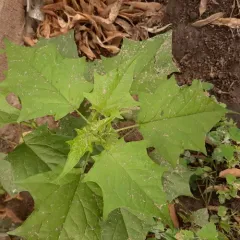 Eurasian maple-leaved goosefoot thumbnail 3