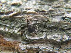 Myiomma cixiiforme thumbnail 2