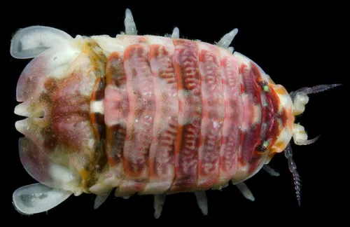 Dynamene dilatata