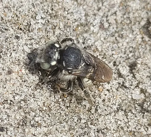 Anthidium clypeodentatum