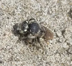 Anthidium clypeodentatum thumbnail 1