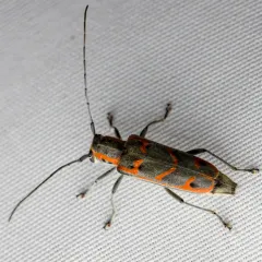 Elm Borer thumbnail 4