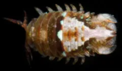 Dynamenella sheareri thumbnail 2