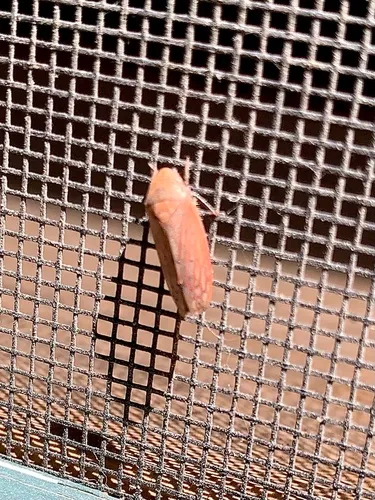 Ponana scarlatina