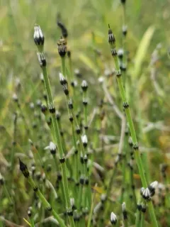 variegated horsetail thumbnail 2