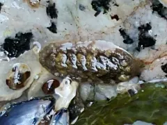 California Spiny Chiton thumbnail 3