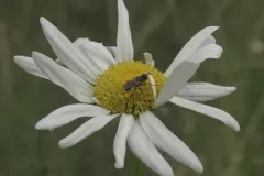 Thecophora modesta thumbnail 2