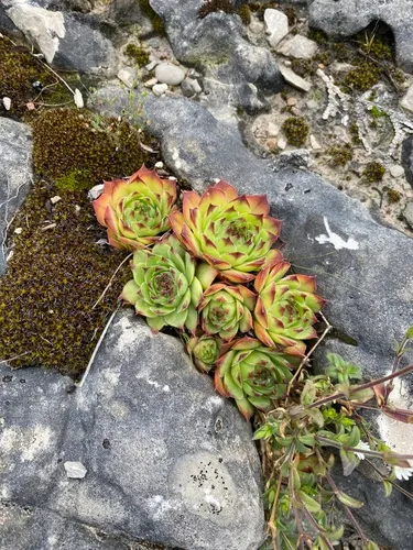 Houseleek