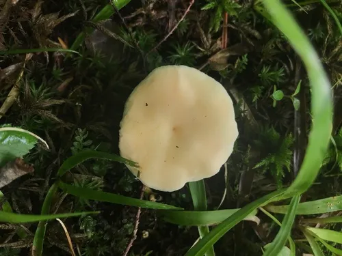 white hedgehog