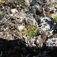 Spider Saxifrage thumbnail 1