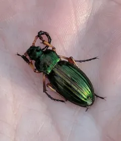 Golden Ground Beetle thumbnail 2