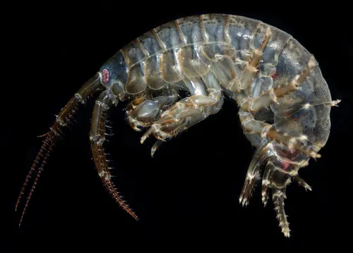 Locustogammarus levingsi
