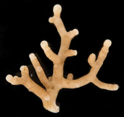 Leieschara subgracilis