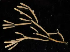Microporina articulata thumbnail 3