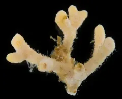 Heteropora alaskensis thumbnail 2