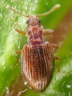 Stephostethus liratus thumbnail 2