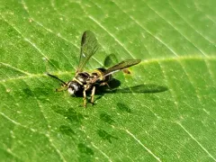Argogorytes nigrifrons thumbnail 2