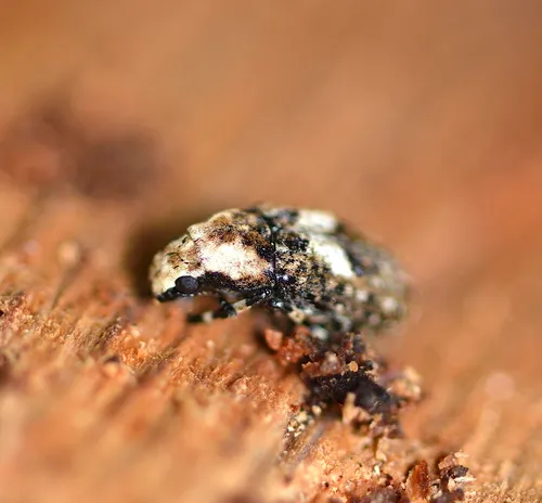 Marbled Fungus Weevil