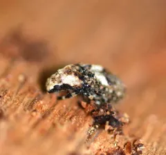 Marbled Fungus Weevil thumbnail 1