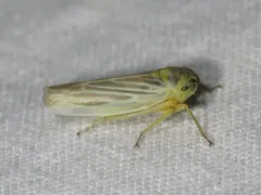Davisonia major thumbnail 1
