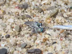 Silvery Pirate thumbnail 1