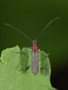 Eastern Rhopalophora thumbnail 3