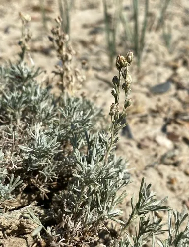Birdfoot Sagebrush
