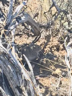 Sagebrush Vole thumbnail 1