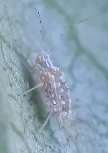 Elm Leaf Aphid