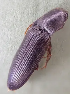 Dark-haired Click Beetle thumbnail 1