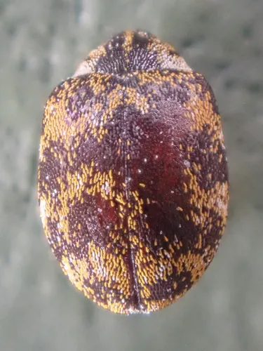 Anthrenus blanci