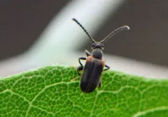 Elonus basalis thumbnail 4