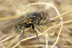 Pollenia griseotomentosa thumbnail 2