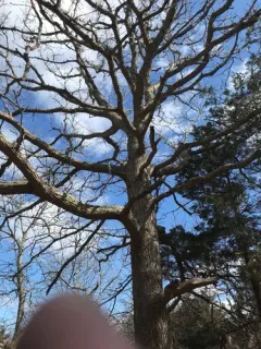 post oak thumbnail 2