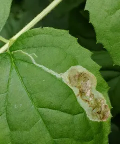 Liriomyza philadelphivora thumbnail 3