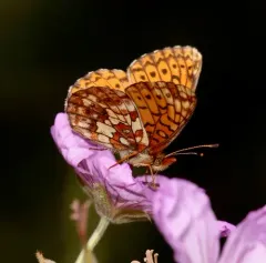 Relict Fritillary thumbnail 1