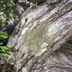 Hanging Fringe Lichen thumbnail 2