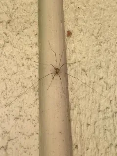 Canestrini's Harvestman thumbnail 2