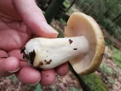 Almond-scented Russula thumbnail 2