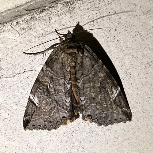 Locust Underwing