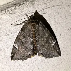 Locust Underwing thumbnail 1