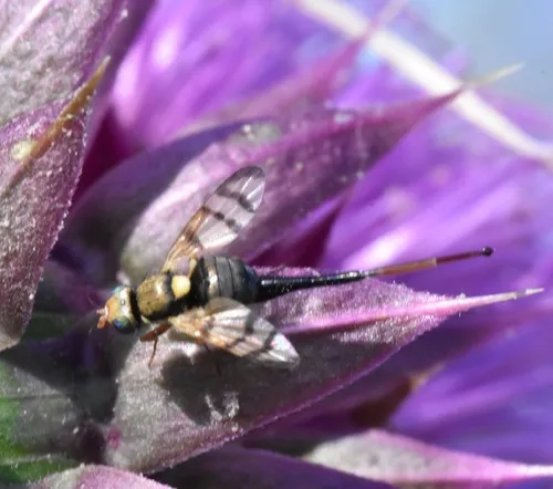 Nodding Thistle Gall Fly