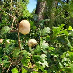 California Gall Wasp thumbnail 4