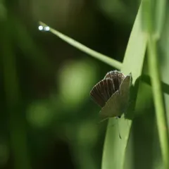 Western Tailed-Blue thumbnail 3