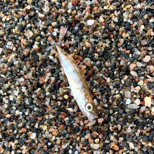 Ninespine Stickleback