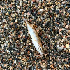 Ninespine Stickleback thumbnail 1