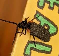 Greenarus thoracicus thumbnail 1